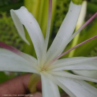 Crinum asiaticum L.