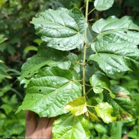 Croton caudatus Geiseler