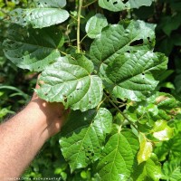 Croton caudatus Geiseler