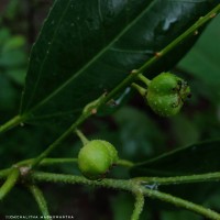 Croton klotzschianus (Wight) Thwaites
