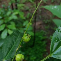Croton klotzschianus (Wight) Thwaites