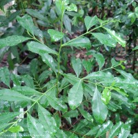 Elaeodendron glaucum (Rottb.) Pers.