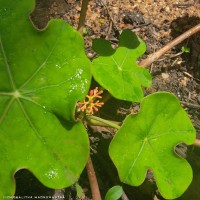 Jatropha podagrica Hook.
