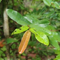 Polyalthia suberosa (Roxb.) Thwaites