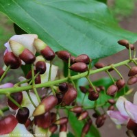 Pongamia pinnata (L.) Pierre