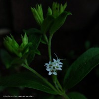 Stevia rebaudiana (Bertoni) Bertoni