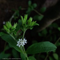 Stevia rebaudiana (Bertoni) Bertoni