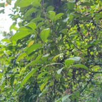 Tetracera sarmentosa (L.) Vahl