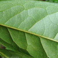 Uvaria narum (Dunal) Blume
