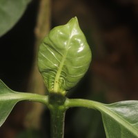 Morinda citrifolia L.