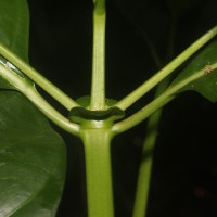 Morinda citrifolia L.