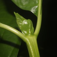 Morinda citrifolia L.