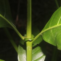 Morinda citrifolia L.