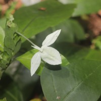 Ecbolium ligustrinum (Vahl) Vollesen