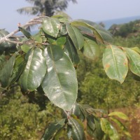 Ochna jabotapita L.