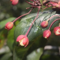 Ochna jabotapita L.