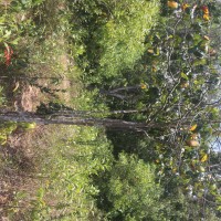 Ochna jabotapita L.