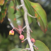 Ochna jabotapita L.