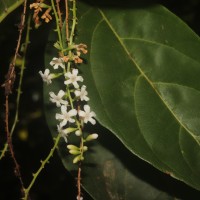 Citharexylum spinosum L.