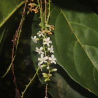 Citharexylum spinosum L.