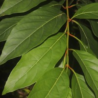 Citharexylum spinosum L.