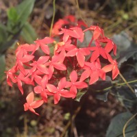 Ixora coccinea L.