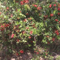 Ixora coccinea L.