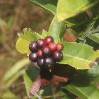 Ixora coccinea L.