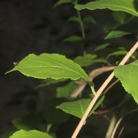 Celastrus paniculatus Willd.