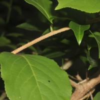 Celastrus paniculatus Willd.