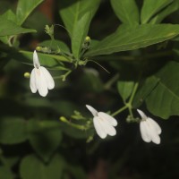 Rhinacanthus nasutus (L.) Kurz