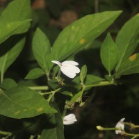 Rhinacanthus nasutus (L.) Kurz