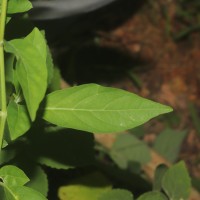 Rhinacanthus nasutus (L.) Kurz