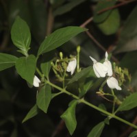 Rhinacanthus nasutus (L.) Kurz