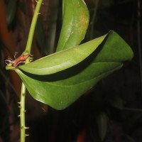 Smilax perfoliata Lour.