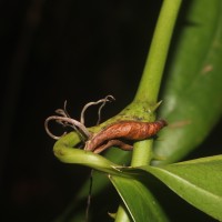 Smilax perfoliata Lour.