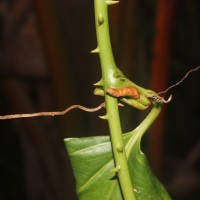 Smilax perfoliata Lour.