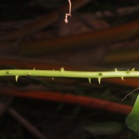 Smilax perfoliata Lour.