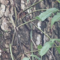 Stenochlaena palustris  (Burm.f) Bedd.