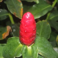 Costus woodsonii Maas