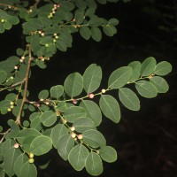 Phyllanthus vitis-idaea (Burm.f.) J.Koenig ex Roxb.