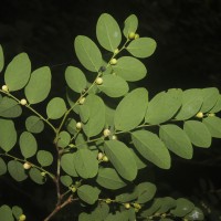 Phyllanthus vitis-idaea (Burm.f.) J.Koenig ex Roxb.