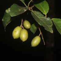 Elaeocarpus serratus L.