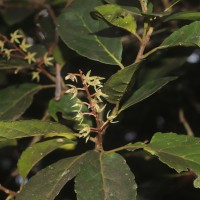 Elaeocarpus serratus L.