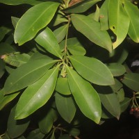 Ardisia elliptica Thunb.