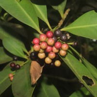 Ardisia elliptica Thunb.