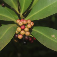 Ardisia elliptica Thunb.