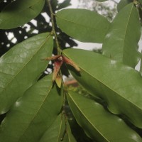 Miliusa zeylanica Gardner ex Hook.f. & Thomson