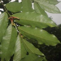 Miliusa zeylanica Gardner ex Hook.f. & Thomson
