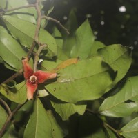 Miliusa zeylanica Gardner ex Hook.f. & Thomson